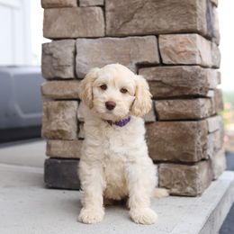 Aspen - Caramel cream female Australian Labradoodle puppy in Williamstown, New York from Lewis Manor Labradoodles