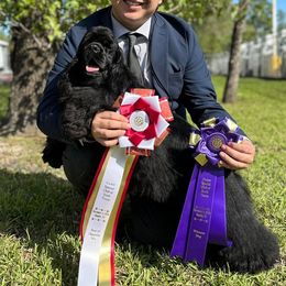 Cocker Spaniel and English Cocker Spaniel All Grown Up from Jesselle Cocker Spaniels