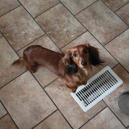 Jazzy - Dachshund