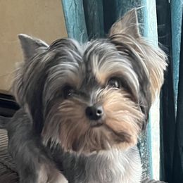 Lulu - Yorkshire Terrier