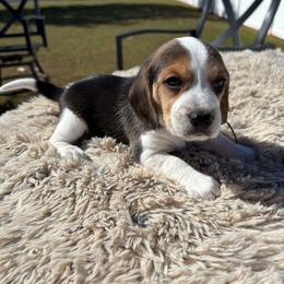 Ruby Rose - Black tan and white female Beagle puppy in Meridianville, Alabama from Spear Haven Beagles (formerly Spear Lake Beagles)