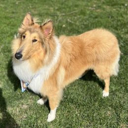 Moose - Collie
