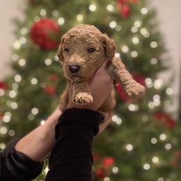 Kona - Cream Goldendoodle puppy in Los Angeles, California from Beach City Doodles