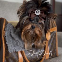 Rome - Yorkshire Terrier