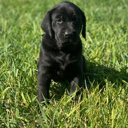 Pickles - Black male Labrador Retriever puppy in Winnemucca, Nevada from Oakley's Mountain View Kennel