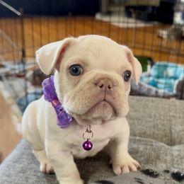 Bianca - Cream female French Bulldog puppy in Spokane, Washington from Lilac City Frenchies
