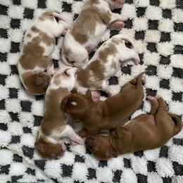 Cavalier King Charles Spaniel Puppies from Heart of a Cavalier