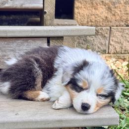 Kimi - Blue merle female Australian Shepherd puppy in Ashland, Ohio from SS Australian Shepherds