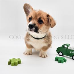 Party - Red male Pembroke Welsh Corgi puppy in Kiowa, Colorado from Cool Water Corgis LLC