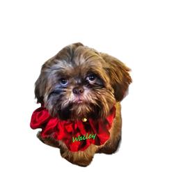 Shih Tzu Puppies from Guillot Shih Tzu