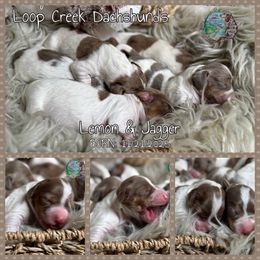 Isabella Pie Girl 3 - Piebald female Dachshund puppy in Fayetteville, West Virginia from Loop Creek Dachshunds