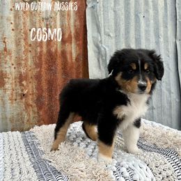 Miniature Australian Shepherd Puppies from Wild Outlaw Aussies