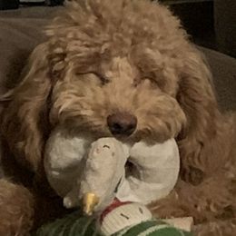 Cockapoos, Goldendoodles, and Poodles from Graceful Doodles and Poodles LLC