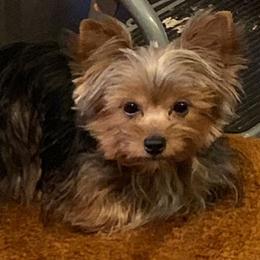 Yorkshire Terriers from Darcelle Mack