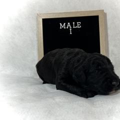 Bordoodle Puppies from The Painted Egg at Copper Barrel Farm