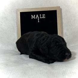 Bordoodle Puppies from The Painted Egg at Copper Barrel Farm