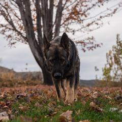 Kai - German Shepherd