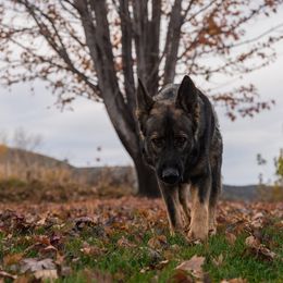 Kai - German Shepherd