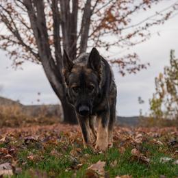 Kai - German Shepherd