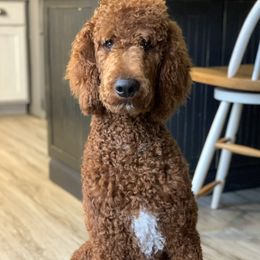 Rosco - Poodle