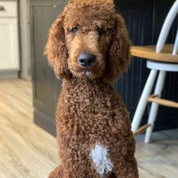 Rosco - Poodle