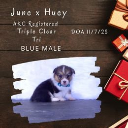 Pembroke Welsh Corgi puppies from Kates Corgis
