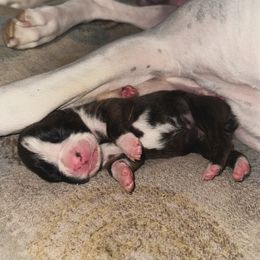 Boxer Puppies from East River Boxers