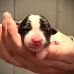 Belle - Black and white female Border Collie puppy in North Lakeport, California from Wild Rose Ranch