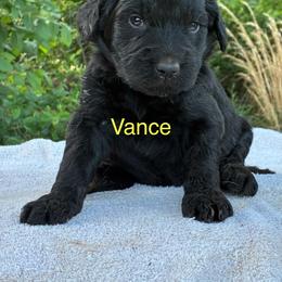 Vance - Black male Goldendoodle puppy in Oklahoma City, Oklahoma from Foneb Farm - The F1B Farm