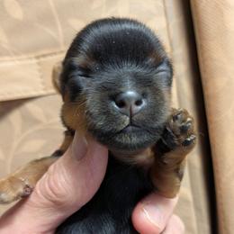 Mack - Black and gold male Yorkshire Terrier puppy in Gatesville, Texas from KontryKritterz Yorkies