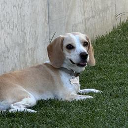 Beagle All Grown Up from Whitney Ranch Beagles