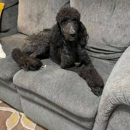 River - Poodle