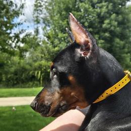 Miss Bumble Bee - Black and rust female Doberman Pinscher puppy in Chagrin Falls, Ohio from Schloss Velburg Dobermanns