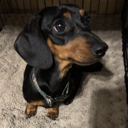 Bonnie - Dachshund