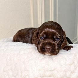Coco - Brown male Cocker Spaniel puppy in Corcoran, California from Sweetheart Cockers