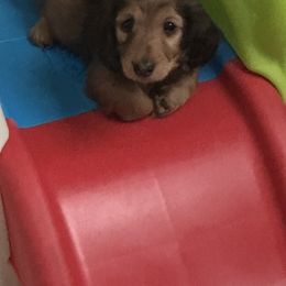 Dachshund Puppies from Simply Southern Doxies