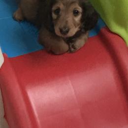 Dachshund Puppies from Simply Southern Doxies
