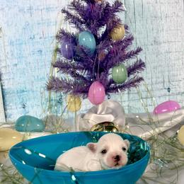 Orange boy - White and buff male Bichon Frise puppy in Lavon, Texas from Sissy’s Heavenly Paws
