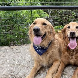Golden Retrievers from Penny Lane Goldens of Derby Kansas