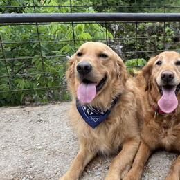 Golden Retrievers from Penny Lane Goldens of Derby Kansas