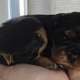 Woody - Black and tan male Cavalier King Charles Spaniel puppy in Rochelle, Illinois from Alexandra's Royal Cavaliers