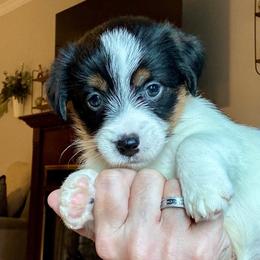 Lucky - Tri-color female Russell Terrier puppy in Viper, Kentucky from Mountain Top