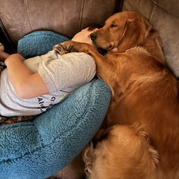 Oakley - Golden Retriever