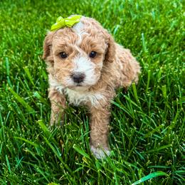 Lennon - Apricot female Goldendoodle puppy in Huntington, Utah from Krispydoodle