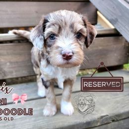 Aussiedoodle, Goldendoodle, and Poodle Puppies from Hilltop Cuddle Pups