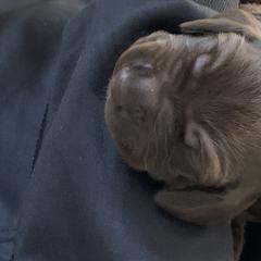 Pudelpointer Puppies from High Power Pudelpointers