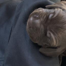 Pudelpointer Puppies from High Power Pudelpointers
