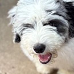 Cotons de Tulear and Sheepadoodles from Majestic Creek Puppies