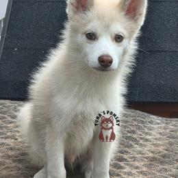 Ken - Chocolate male Pomsky puppy in Blaine, Minnesota from Yuna's Pomsky
