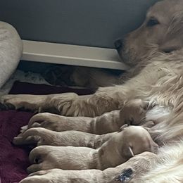 Golden Retrievers from Crimson Sky Goldens